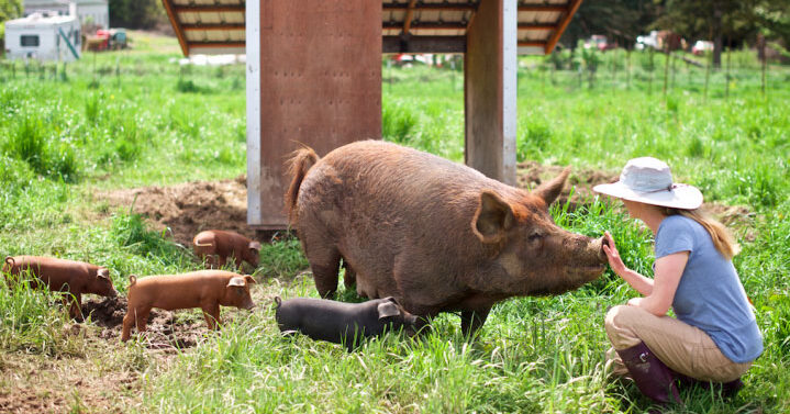 Photo of April Jones tending pigs on April Joy Farm
